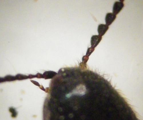 Ampedus sp.